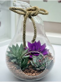 Orta boy armut 3 kakt�s terrarium Ankara Dikmen kaliteli taze ve ucuz �i�ekler 