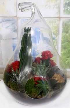 5 adet kakt�s orta boy armut terrarium Dikmen ankara �i�ek ma�azas� , �i�ek�i adresleri 