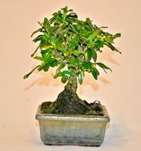 Zelco bonsai saks bitkisi ankara ieki Dikmen ucuz iek gnder 