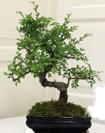 Bonsai saks� �i�e�i Dikmen ankara �i�ek sipari�i �i�ek g�nderme 