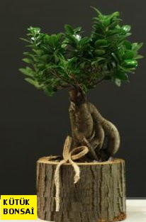 K�t�k i�erisinde Bonsai japon a�ac� A�a�� Dikmen ankara �i�ek�i telefonlar� yurti�i ve yurtd��� �i�ek sipari�i 