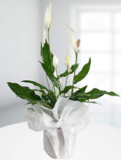 Spathiphyllum �i�e�i Bar�� �i�e�i ankara �i�ek yolla Dikmen malazgirt �i�ek�i telefonlar�  