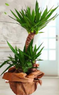 2 li yucca saks� �i�ek bitkisi Dikmen ankara �i�ek ma�azas� , �i�ek�i adresleri 