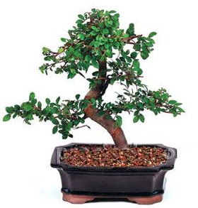 thal bonsai japon aac Dikmen ankara iek maazas , ieki adresleri 
