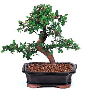 �thal bonsai japon a�ac� Dikmen ankara �i�ek ma�azas� , �i�ek�i adresleri 