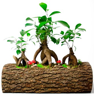 Do�al k�t�k i�inde 3 Bonsai Japon a�ac� Ankara Dikmen kaliteli taze ve ucuz �i�ekler 