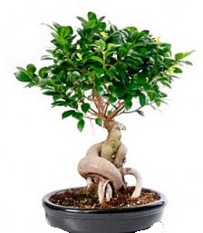 Bonsai japon a�ac� seramik i�inde Yukar� Dikmen ankara �i�ekleri g�venli kaliteli h�zl� �i�ek 