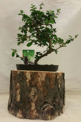 Doal ktk iinde bonsai japon aac Dikmen Keklikpnar iek siparii vermek 