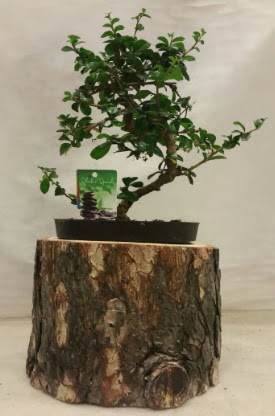 Do�al k�t�k i�inde bonsai japon a�ac� Dikmen Keklikp�nar� �i�ek sipari�i vermek 