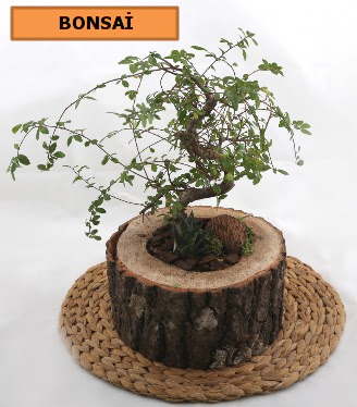 Doal aa ktk ierisinde bonsai bitkisi Ankara Dikmen Osmantemiz online iek gnderme sipari 