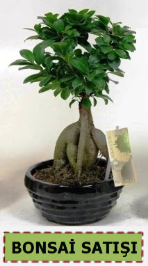 Bonsai japon a�ac� ginseng bonsai Ankara Dikmen M�rselulu� hediye �i�ek yolla 