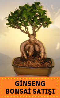 Ginseng bonsai sat japon aac Dikmen Harbiye ankara nternetten iek siparii 