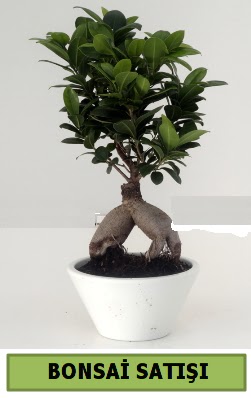 Bonsai japon a�ac� sat��� ankara �i�ek�i Dikmen ucuz �i�ek g�nder 