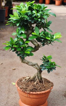 Orta boy bonsai saks bitkisi Aa Dikmen ankara ieki telefonlar yurtii ve yurtd iek siparii 