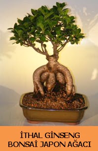 thal japon aac ginseng bonsai sat Dikmen Keklikpnar iek siparii vermek 