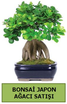 Bonsai japon a�ac� sat��� Ankara Dikmen 14 �ubat sevgililer g�n� �i�ek 
