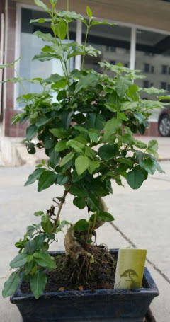 Bonsai japon a�ac� saks� bitkisi Ankara �i�ek sat��� Dikmen online �i�ek�i , �i�ek sipari�i 