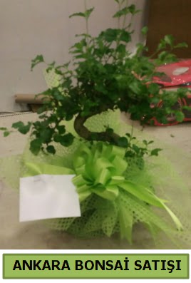 Bonsai saks� bitkisi sat��� Dikmen Akp�nar Ankara  hediye sevgilime hediye �i�ek 