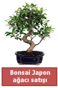 Japon a�ac� bonsai sat��� Dikmen ankara �i�ek ma�azas� , �i�ek�i adresleri 
