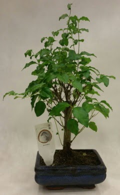 Minyat�r bonsai japon a�ac� sat��� Dikmen Ankara �i�ek g�nder uluslararas� �i�ek g�nderme 