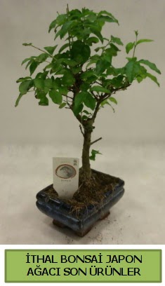 �thal bonsai japon a�ac� bitkisi �i�ek�i ankara Dikmen �i�ek sat��� 