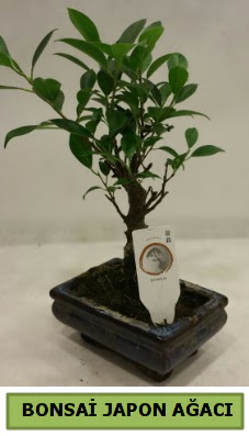 Bonsai japon a�ac� saks� bitkisi ankara �i�ek�i Dikmen ucuz �i�ek g�nder 