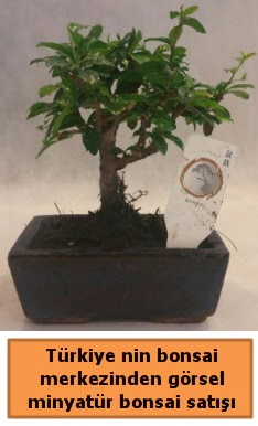 Japon aac bonsai sat ithal grsel Dikmen cicek , cicekci 