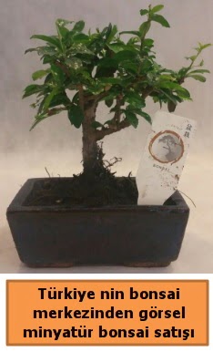 Japon a�ac� bonsai sat��� ithal g�rsel Dikmen cicek , cicekci 