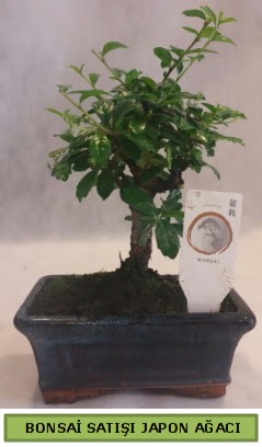 Minyatr bonsai aac sat Ankara Dikmen cicekciler , cicek siparisi 