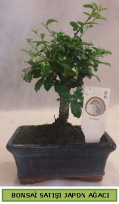 Minyat�r bonsai a�ac� sat��� Ankara Dikmen cicekciler , cicek siparisi 