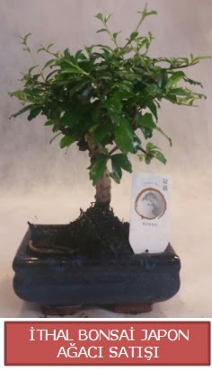 �thal k���k boy minyat�r bonsai a�a� bitkisi Dikmen Ankara �i�ek g�nder uluslararas� �i�ek g�nderme 