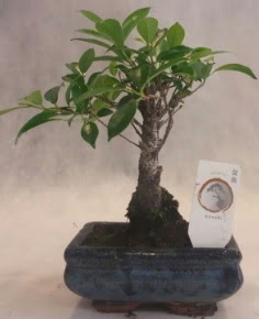 Bonsai a�ac� japon a�a� bitkisi Dikmen cicek , cicekci 