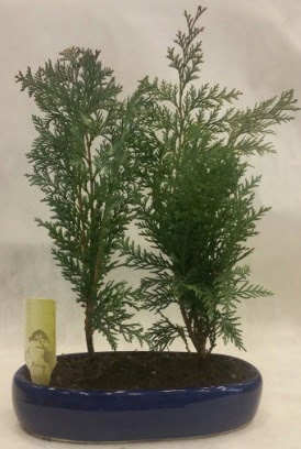 SINIRLI SAYIDA Selvi A�ac� bonsai ikili Dikmen Ankara �i�ek g�nder uluslararas� �i�ek g�nderme 