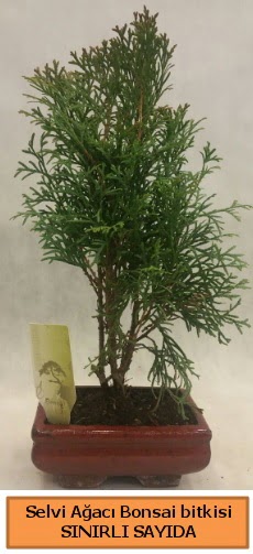 Selvi aac bonsai japon aac bitkisi Ankara Dikmen 14 ubat sevgililer gn iek 