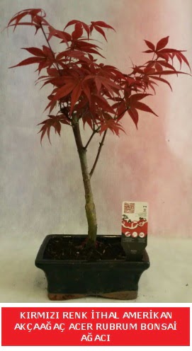 �THAL ACER RUBRUM BONSA� A�ACI Ankara Dikmen Osmantemiz online �i�ek g�nderme sipari� 