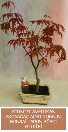 Amerikan ak�aa�a� Acer Rubrum bonsai Ankara Dikmen �i�ek yolla 