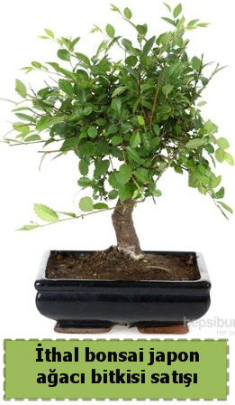thal bonsai saks iei Japon aac sat Dikmen Keklikpnar iek siparii vermek 