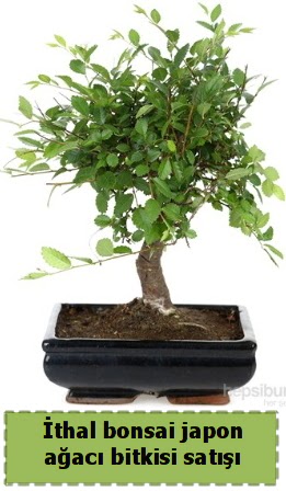 �thal bonsai saks� �i�e�i Japon a�ac� sat��� Dikmen Keklikp�nar� �i�ek sipari�i vermek 