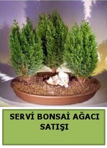 BONSA� 3 L� SERV� BONSA� A�ACI Dikmen Ankara �i�ek g�nder uluslararas� �i�ek g�nderme 