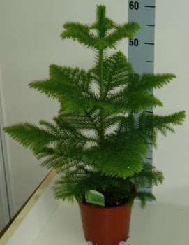 60 cm Salon �am� araucaria heterophylla Ankara Dikmen cicekciler , cicek siparisi 