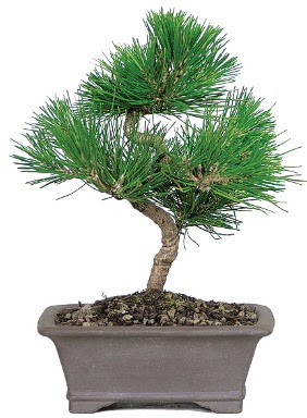 �am a�ac� bonsai japon a�ac� bitkisi Ankara Dikmen cicekciler , cicek siparisi 