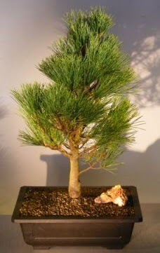 �am a�ac� japon a�ac� bitkisi bonsai Dikmen Ankara �i�ek g�nder uluslararas� �i�ek g�nderme 