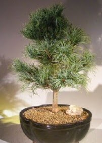 am aac bonsai bitkisi sat Dikmen Akpnar Ankara  hediye sevgilime hediye iek 