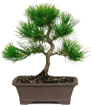 Bonsai �am a�ac� japon a�ac� bitkisi Ankara Dikmen kaliteli taze ve ucuz �i�ekler 