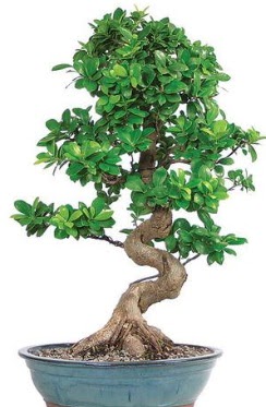 Yaklak 70 cm yksekliinde ithal bonsai Dikmen Ankara iek gnder uluslararas iek gnderme 