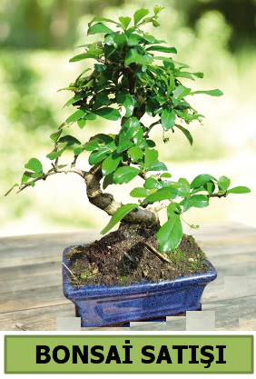 am bonsai japon aac sat Ankara Dikmen 14 ubat sevgililer gn iek 