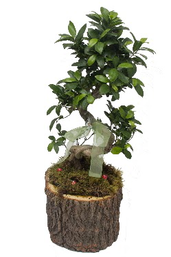 Do�al k�t�kte bonsai saks� bitkisi Dikmen Keklikp�nar� �i�ek sipari�i vermek 