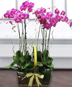 7 dall mor lila orkide Ankara Dikmen Osmantemiz online iek gnderme sipari 