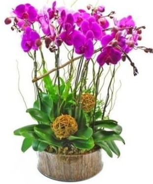 Ahap ktkte lila mor orkide 8 li Ankara Dikmen kaliteli taze ve ucuz iekler 