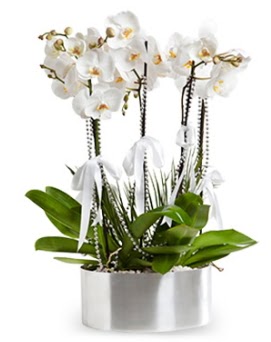 Be dall metal saksda beyaz orkide Dikmen cicek , cicekci 